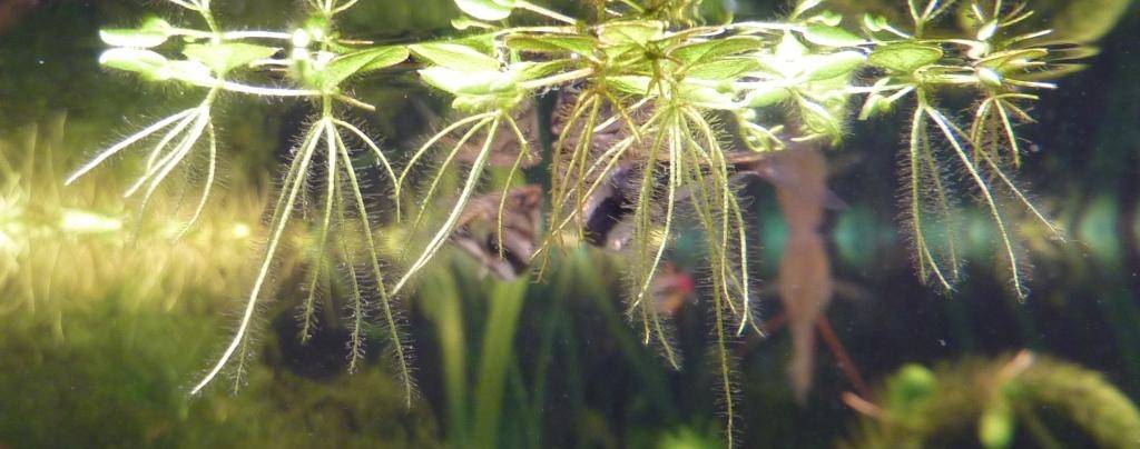 Аквариумный магазин Индии!