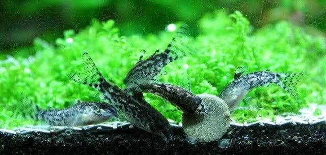 Коридорас агассица