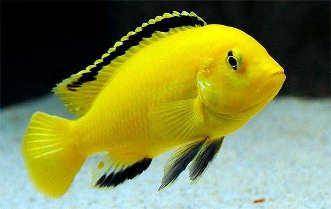 Самые красивые аквариумные рыбки