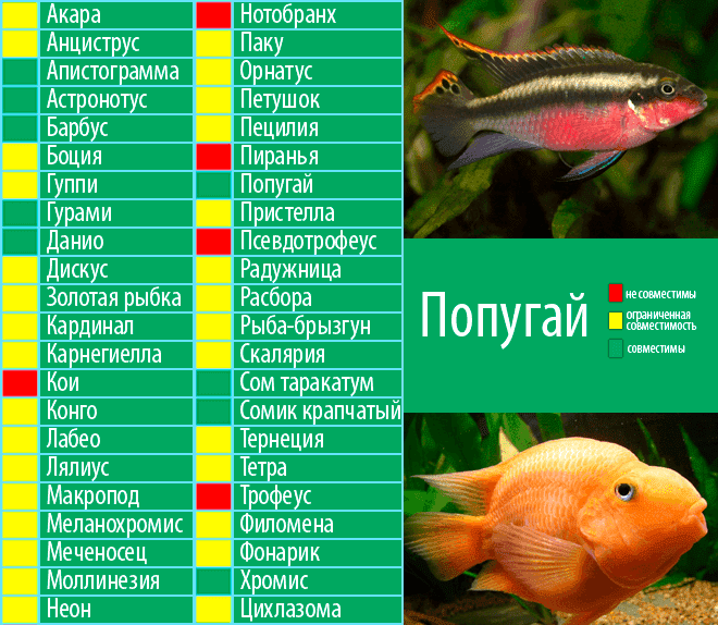 Суматранский барбус: фото рыбки, содержание, разведение, совместимость, видео