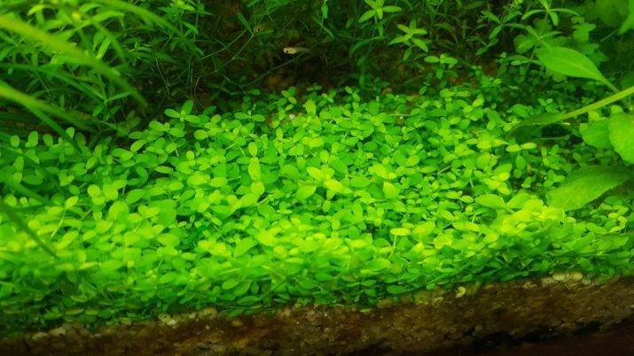 Аквариумные растения и водоросли неприхотливые к содержанию
