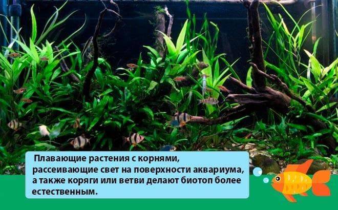 Барбус огненный