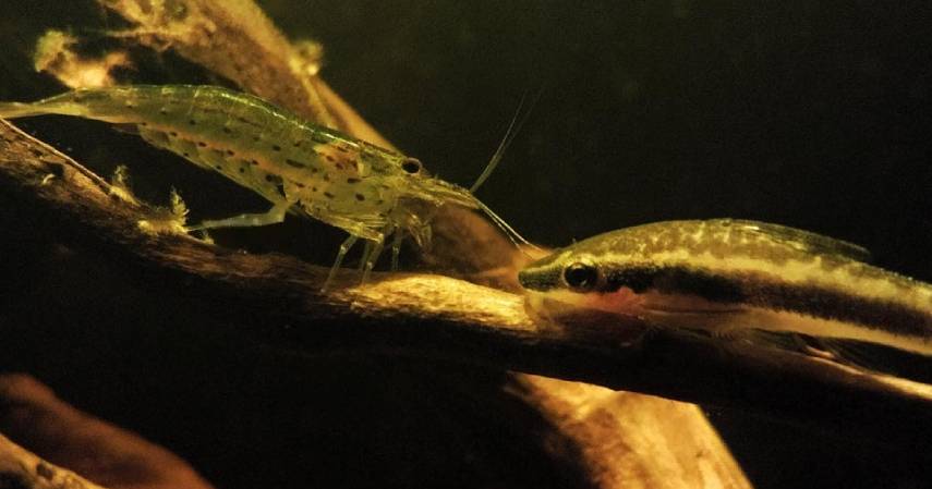 Отоцинклюс сомик