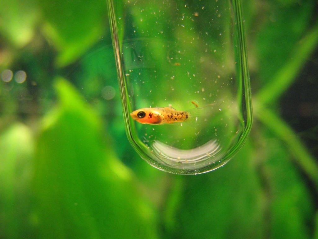 Меченосец тигровый