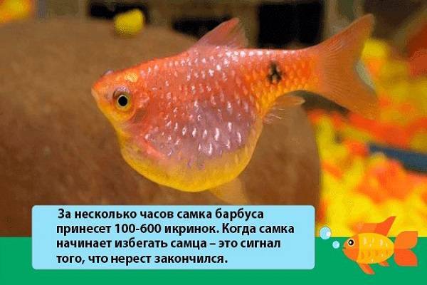 Барбус алый