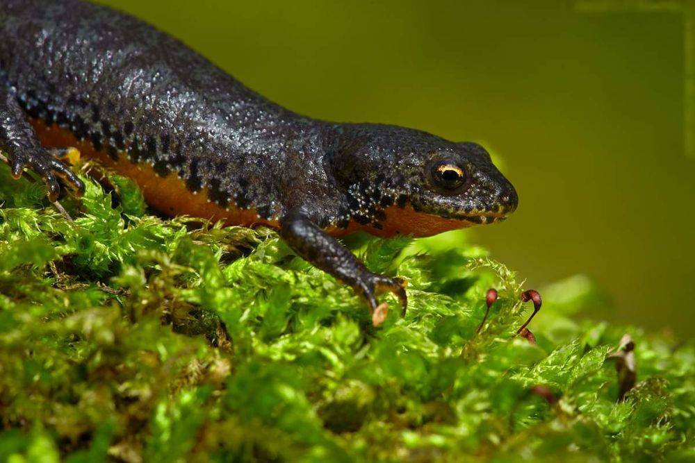Тритоны в аквариуме