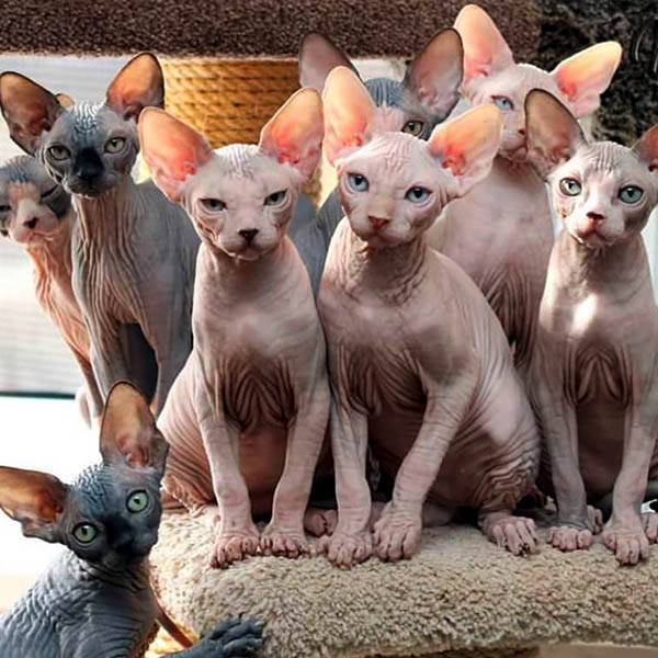 Чем мы хуже кошек? Гафф =)