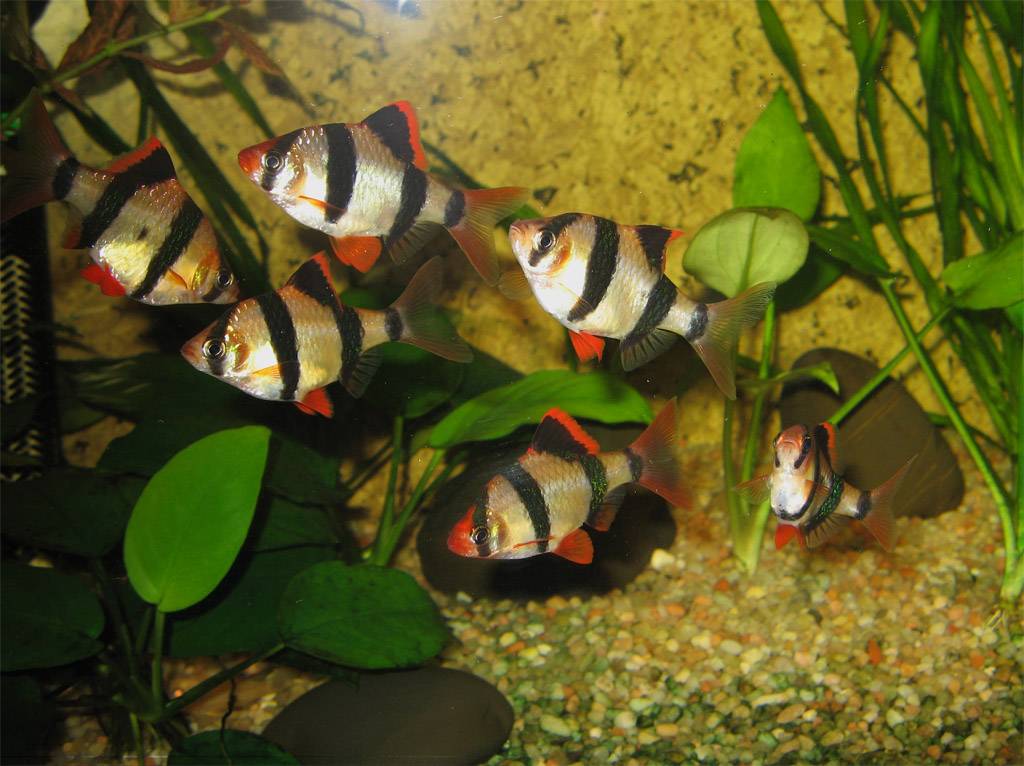 Барбус суматранский