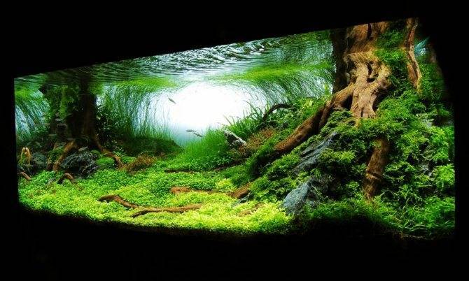 Как и сколько менять воду в аквариуме?