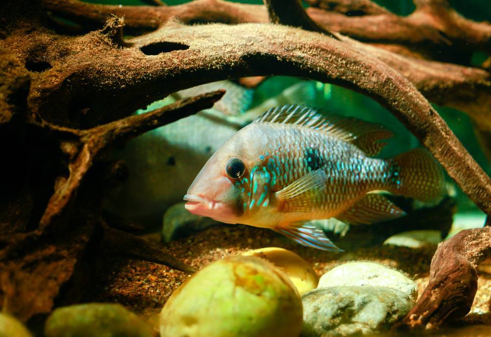 Геофагус бразильский