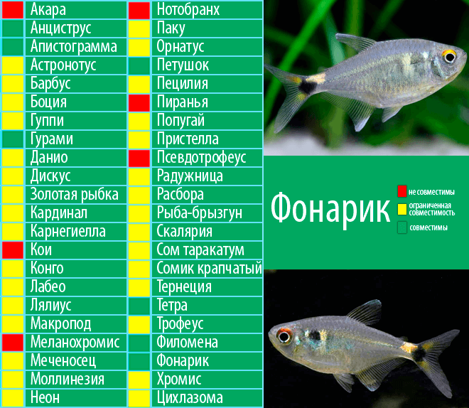 Неон рыбка: фото, содержание, разведение, совместимость, видео
неон рыбка: фото, содержание, разведение, совместимость, видео