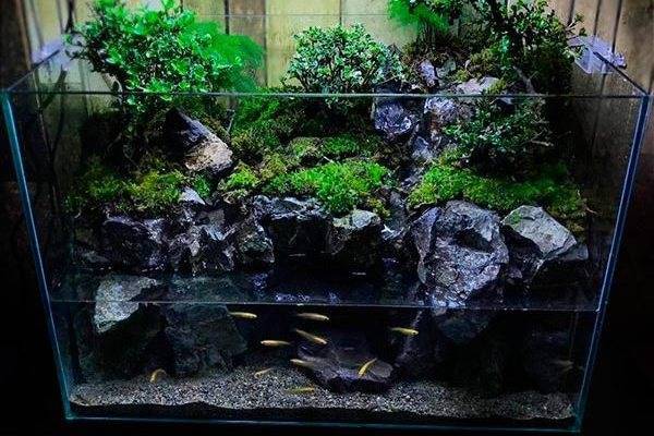 Палюдариумы – водные сады в домашнем интерьере.