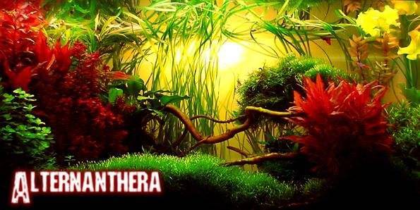 Альтернантера