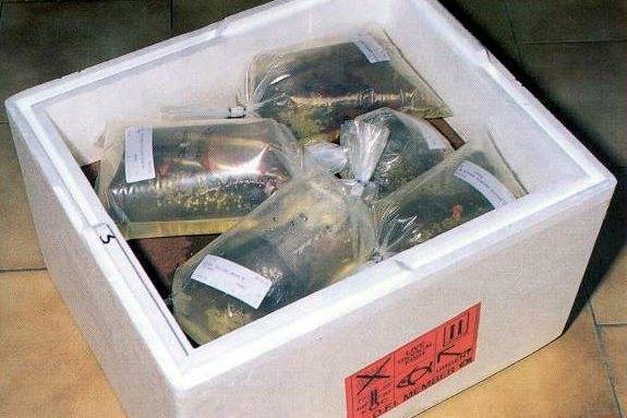 Посадка и адаптация новых рыбок в аквариум