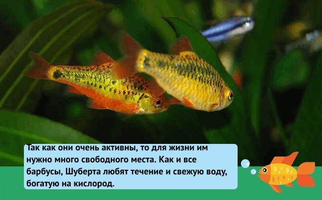 Барбусы: описание вида рыб, их питание, содержание и фото | zoodom