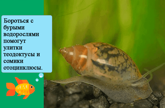 Водоросли в аквариуме: знай врага в лицо!