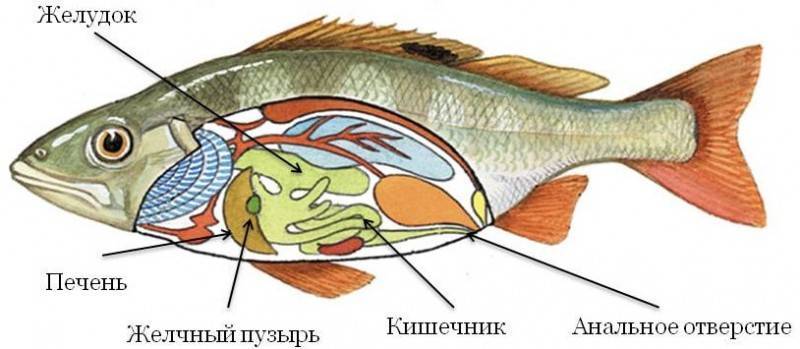 Строение рыб: внешнее и внутреннее