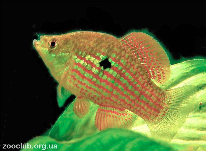 Этроплюс пятнистый