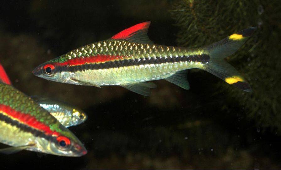 Барбус Денисони