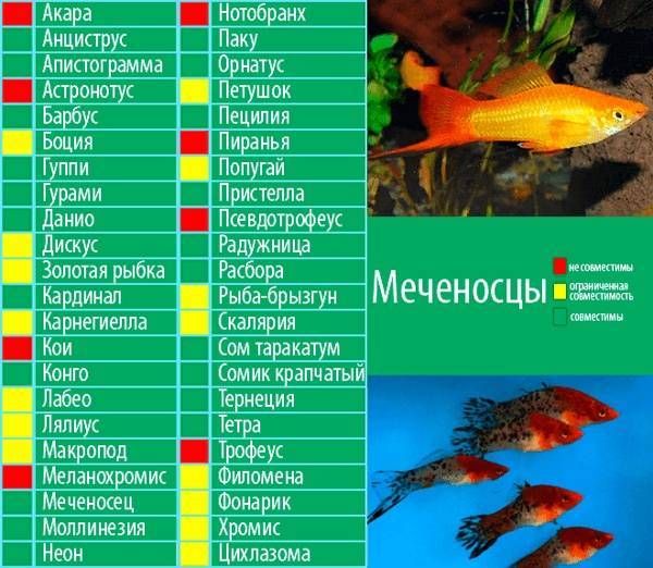 Нимбохромис ливингстона