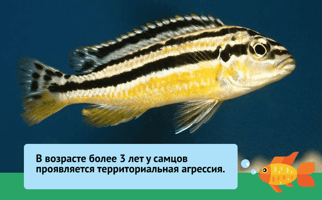Стурисома панамская