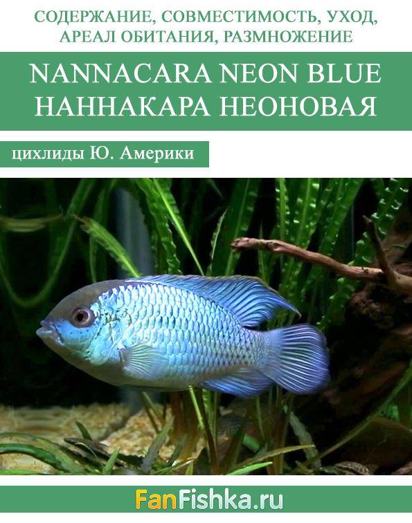 Неон синий