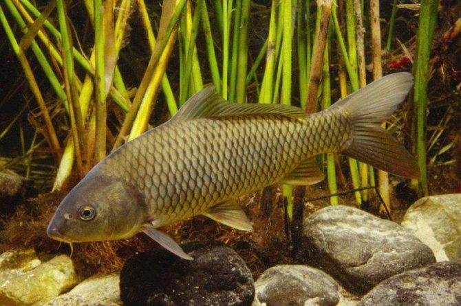 Карпы кои