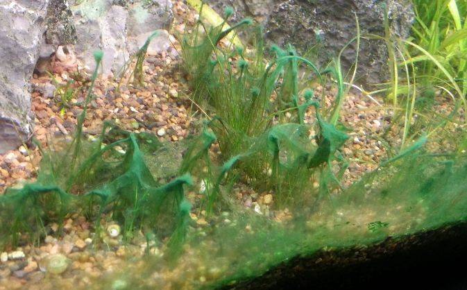 Борьба с водорослями в аквариуме