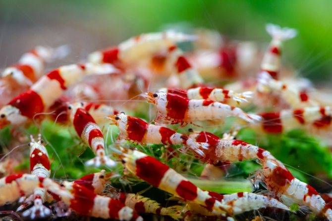 Аквариума с креветками кристалл