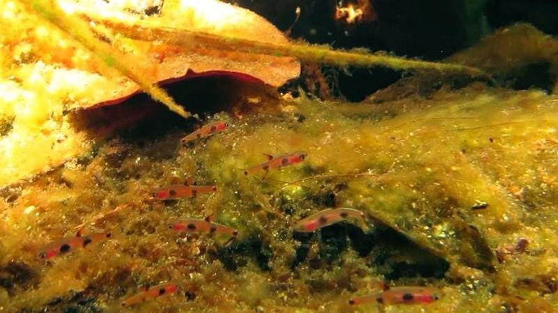 Расбора макулата