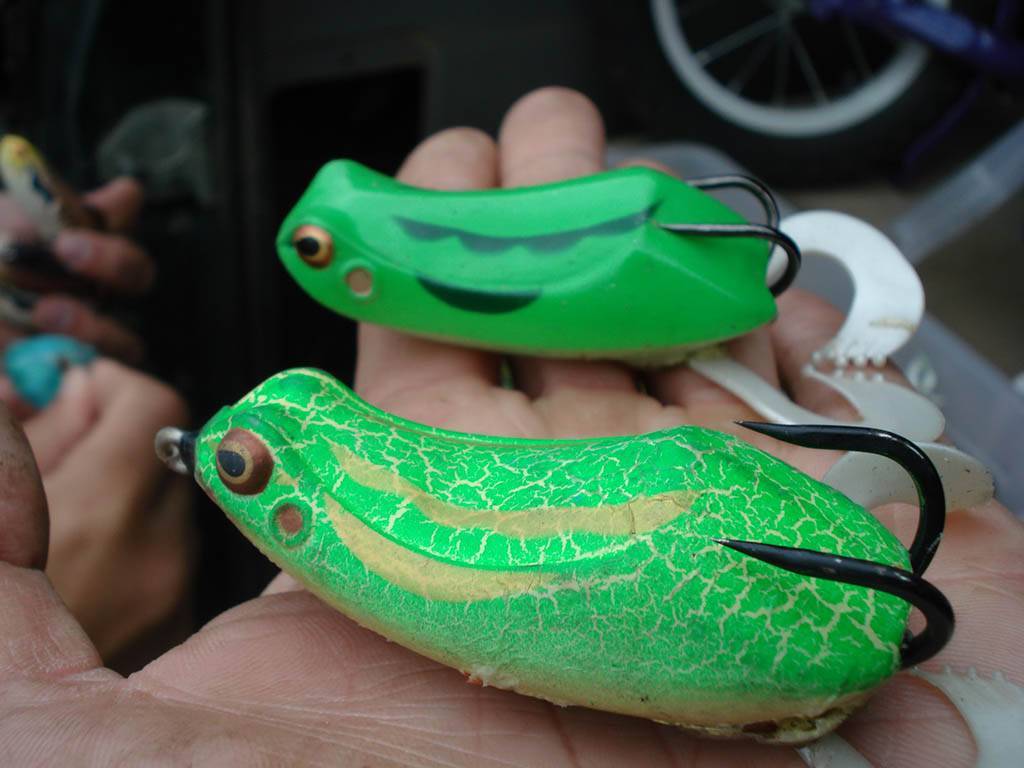 Змееголов азиатский