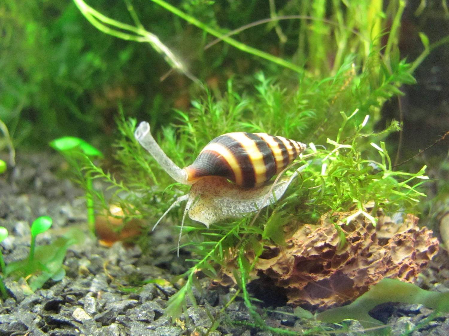 Шип дьявола