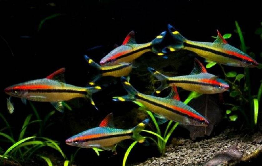 Барбус Денисони