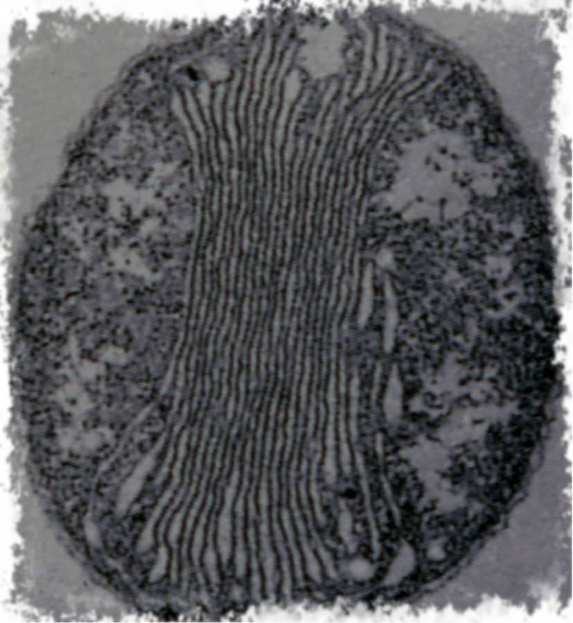 Аквариумная библиотека, книги, журналы - скачать!