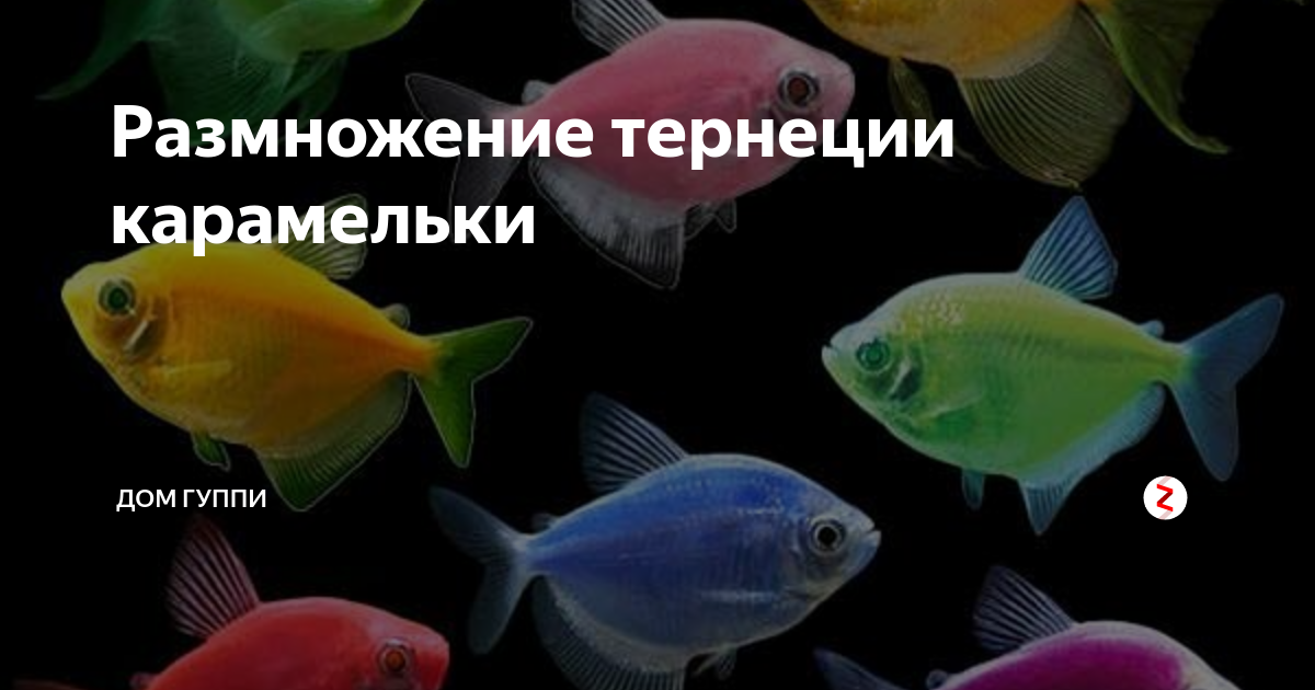 Тернеция: содержание, кормление, виды, отличие самца от самки и их размножение - ribulki.ru