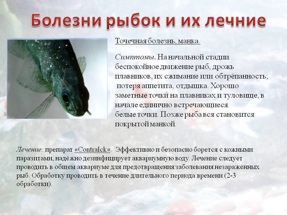 Лечение рыбок