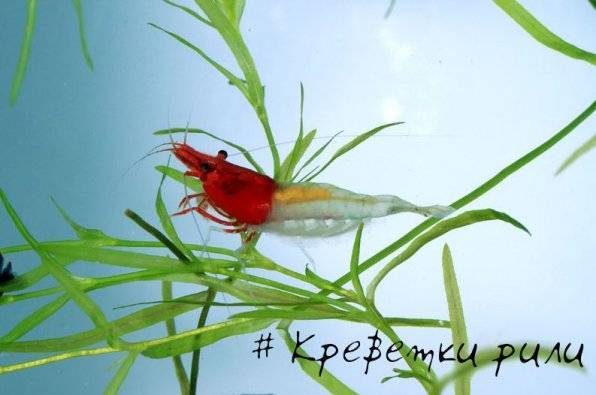 Креветка кристалл