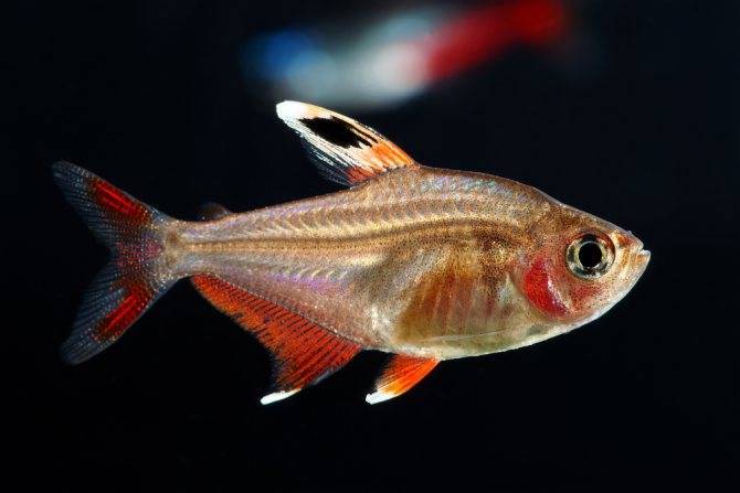 Орнатус (фантом) желто-красный (hyphessobrycon roseus)