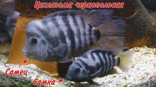Цихлазома восьмиполосая или пчелка