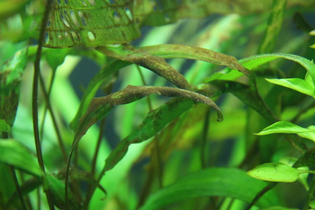 Коричневый налет в аквариуме – диатомовые водоросли!