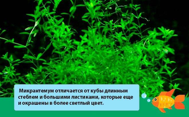Хемиантус микрантемоидес