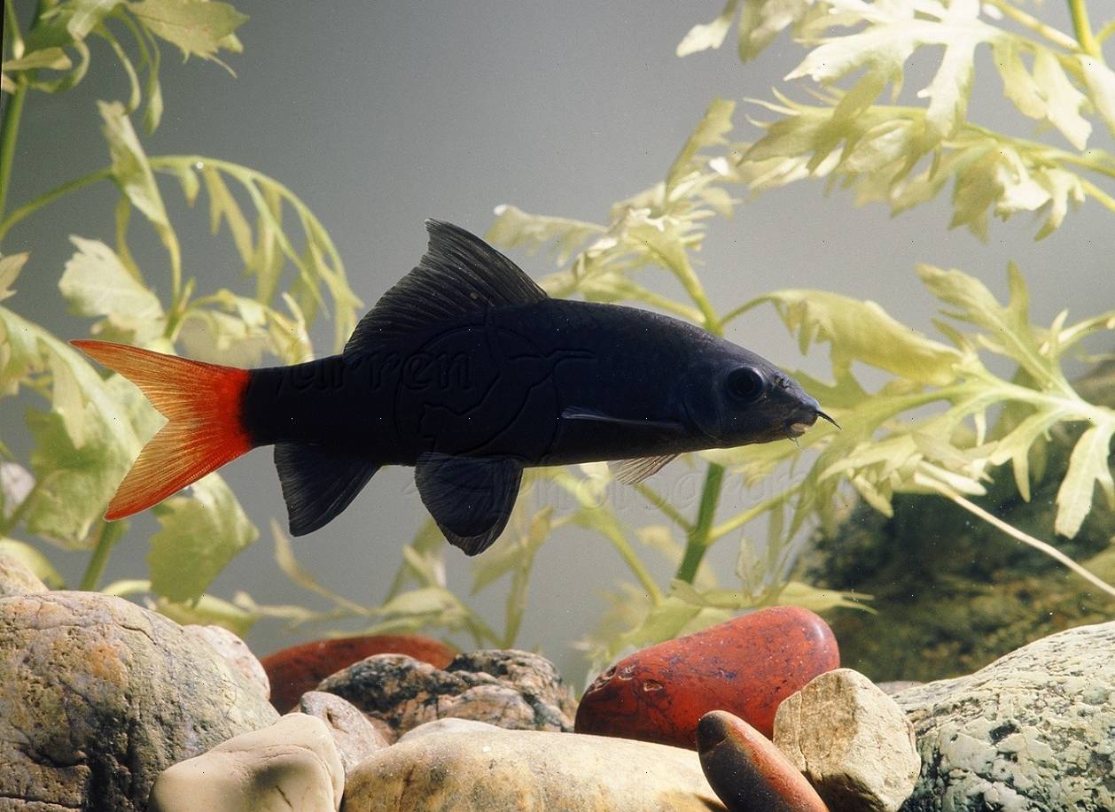 Лабео биколор / на латыни: epalzeorhynchos bicolor