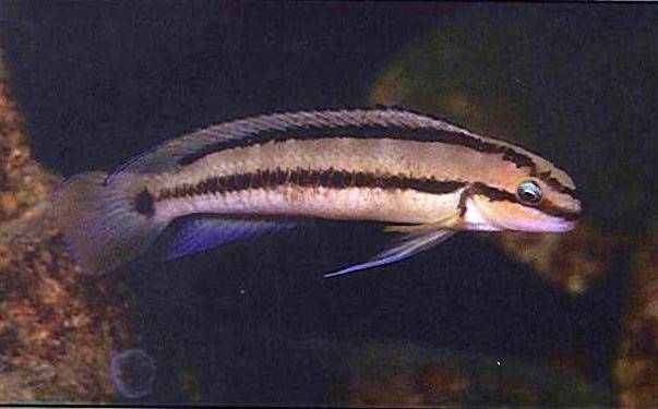 Телматохромис   - telmatochromis