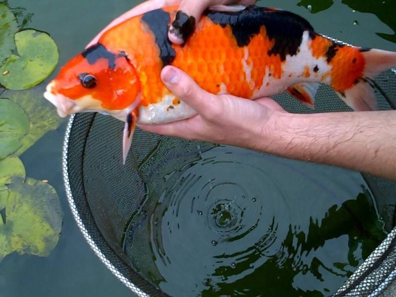 Карась серебряный