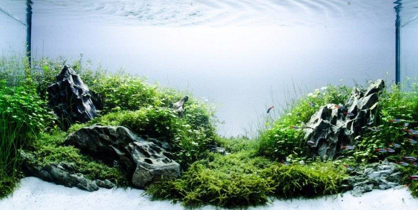 Хардскейп - наше аквариумное всё!