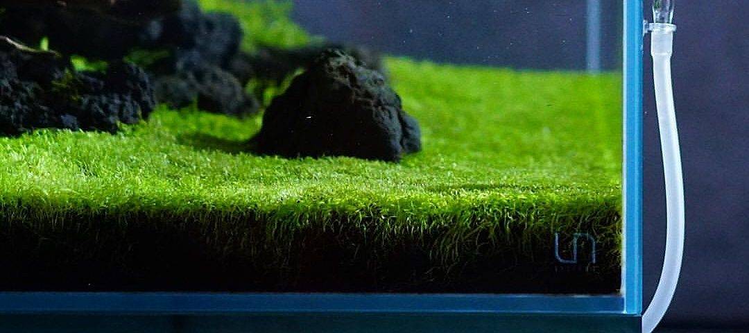 Утрикулярия граминифолия — нежный ковер с капризным характером
