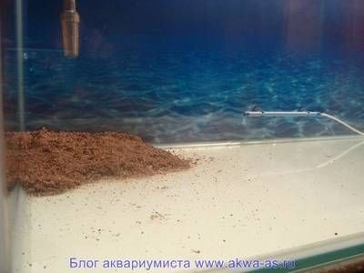 Видео-обзор: запуск аквариума и посадка растений в акваскейп!