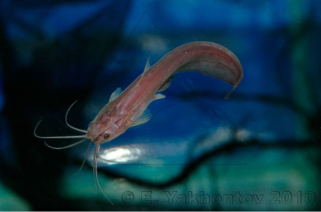 Отоцинклюс сомик