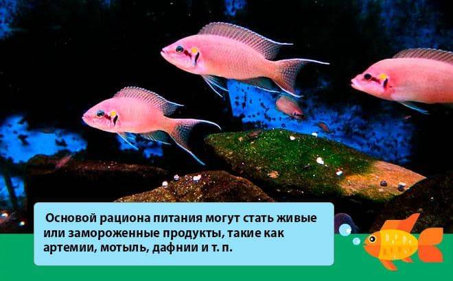 Принцесса Бурунди