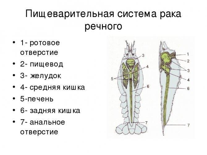 Речной рак